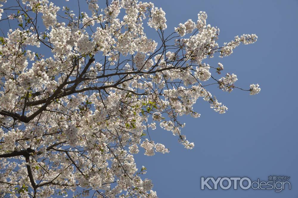 佛光寺　春空に映える