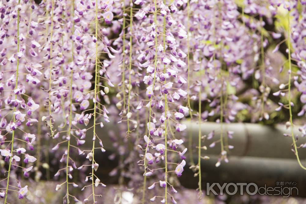 藤　紫の妖精