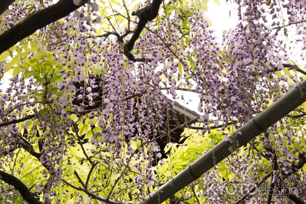 錦水亭　藤棚真下から眺む