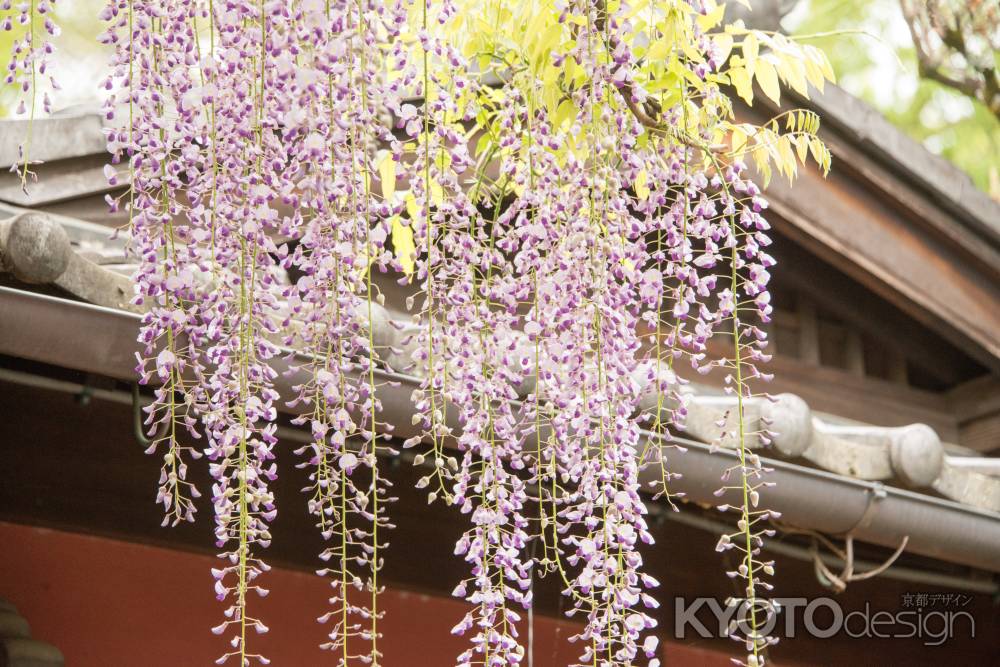 錦水亭 屋根と藤