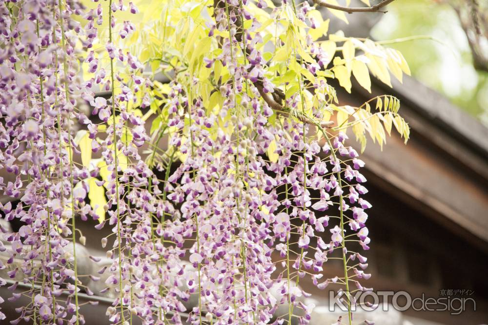 錦水亭　光と藤