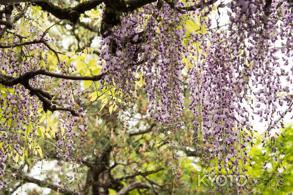 長岡天満宮　藤