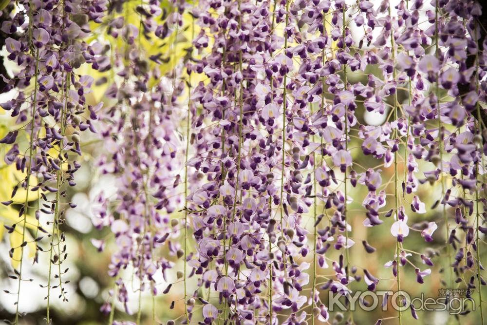 錦水亭　藤の流れ