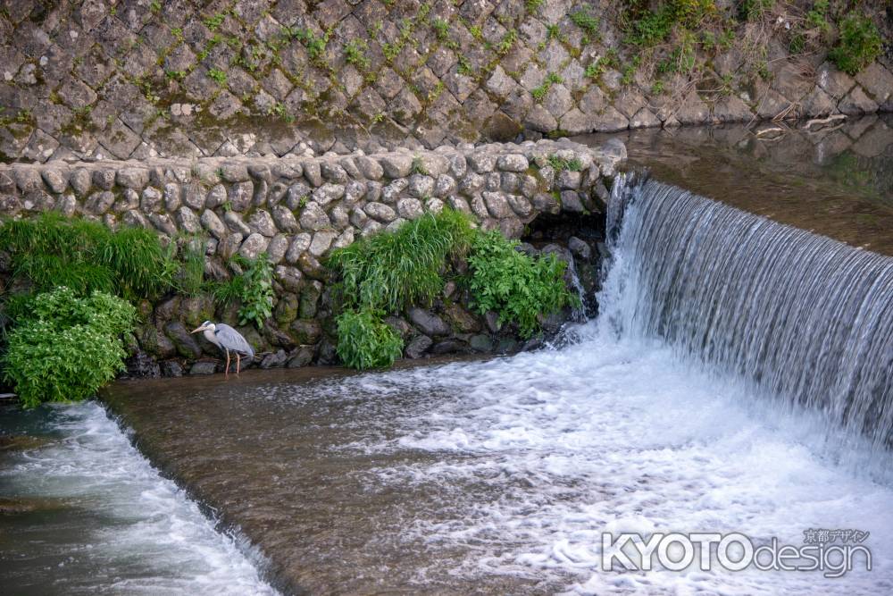嵐山　鷺の休憩