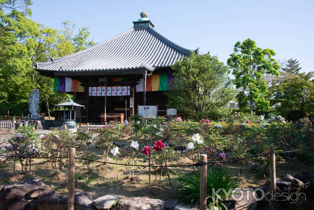 乙訓寺　牡丹と本堂