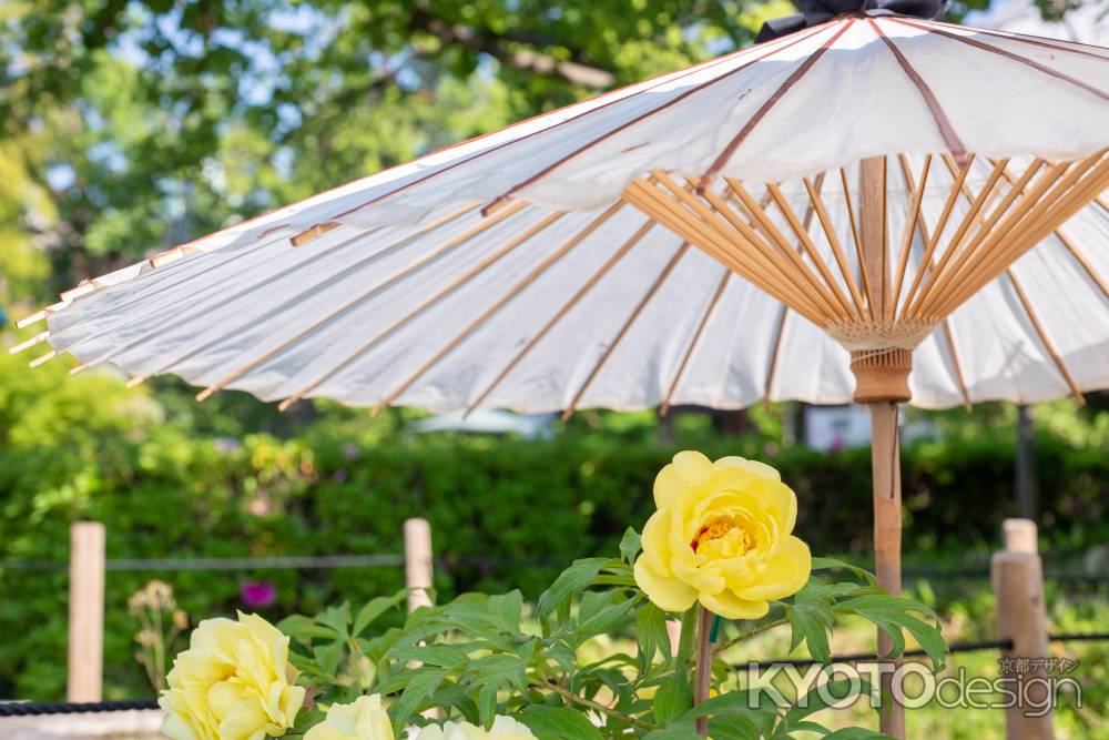 乙訓寺　黄牡丹と和傘