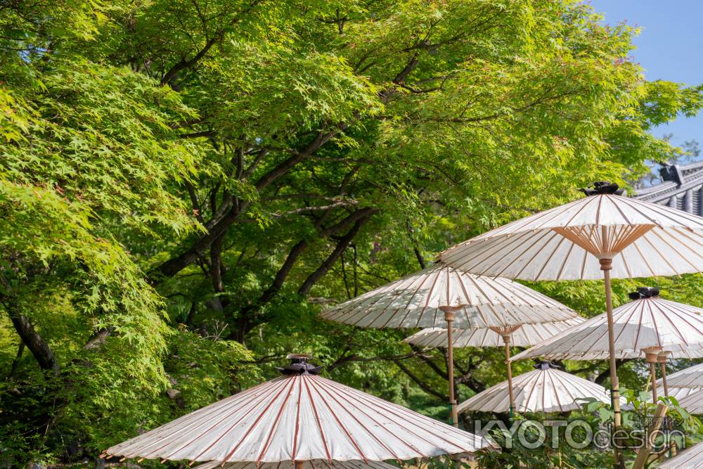 乙訓寺　緑に浮かぶ