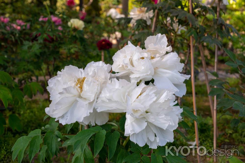 乙訓寺　優雅な白牡丹