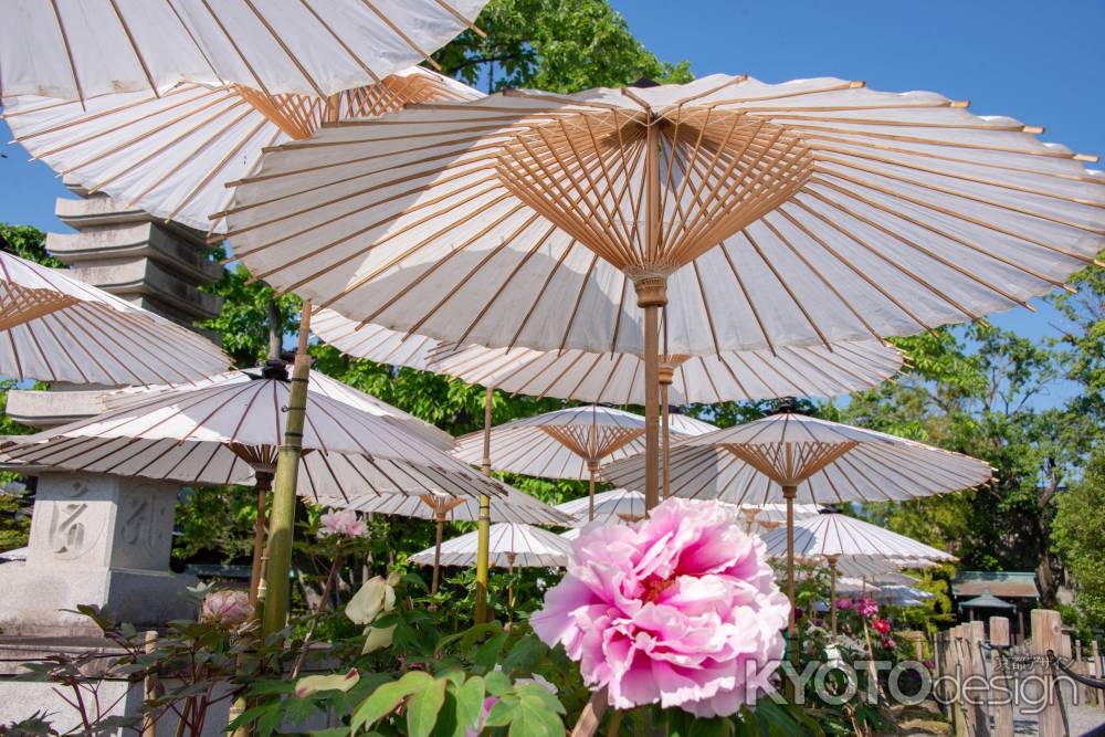 乙訓寺　和傘と薄紅牡丹