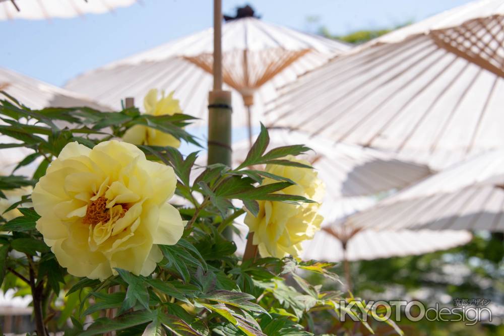 乙訓寺　牡丹の下涼み２