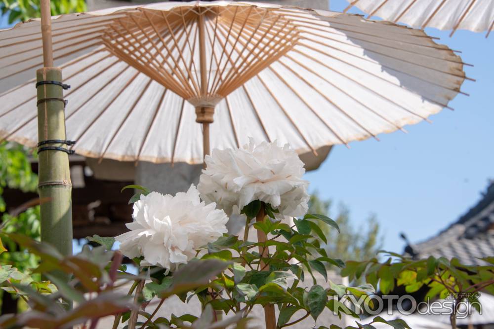 乙訓寺　牡丹の下涼み３