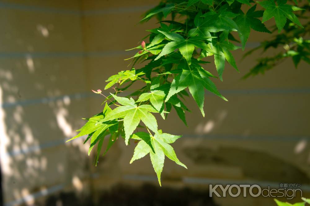 光明寺　青もみじ２