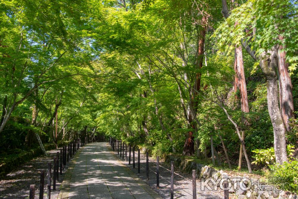 春の光明寺　参道２