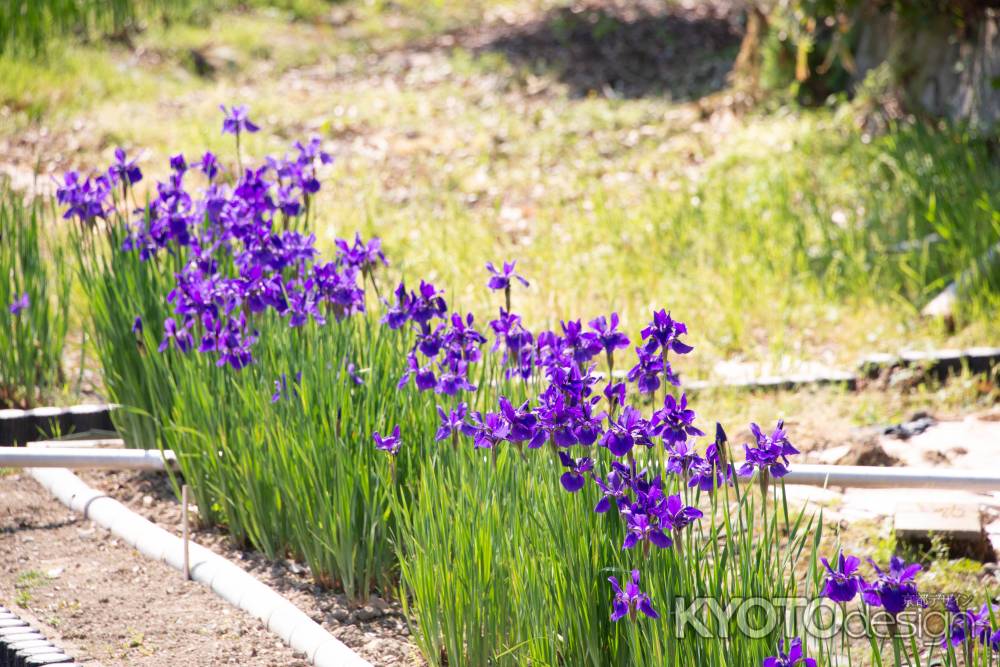 長岡天満宮　並ぶ菖蒲