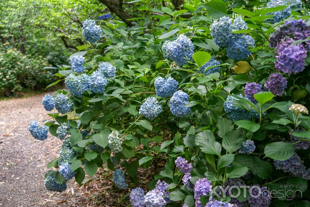 梅宮大社　水無月の彩