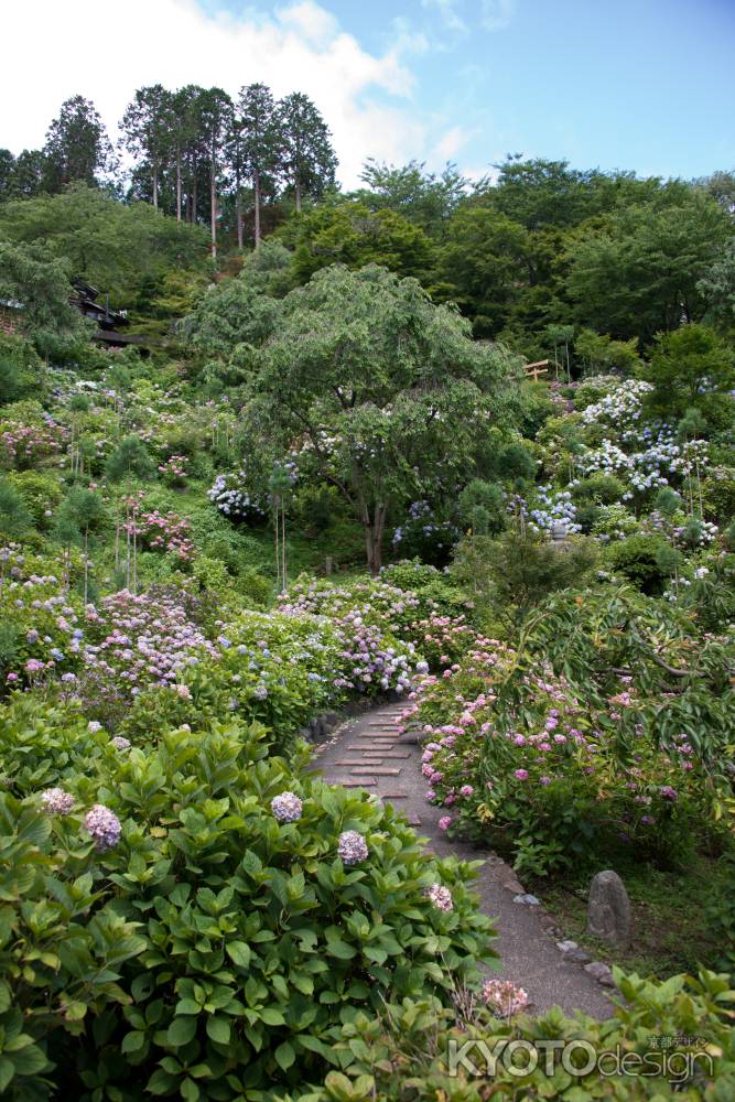 善峯寺　山を埋め尽くす紫陽花