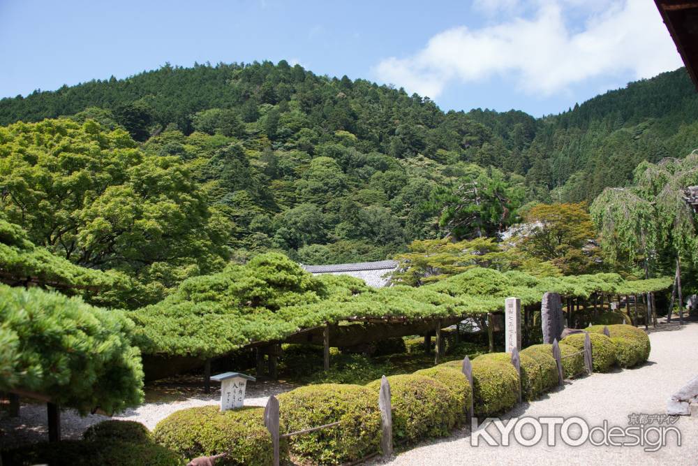 善峯寺　緑一色