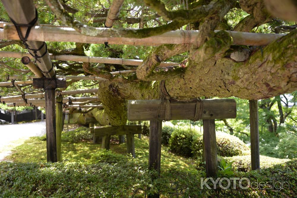 善峯寺　松の腹面