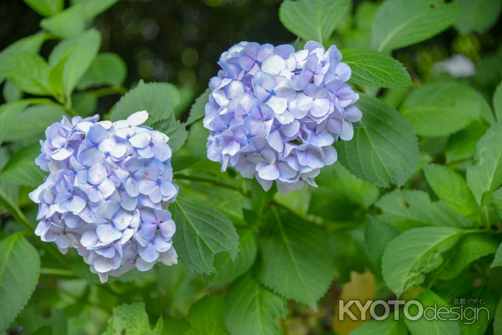 紫陽花　双子