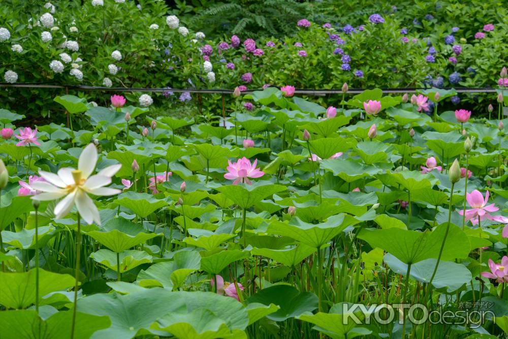 水面に浮かぶ花々