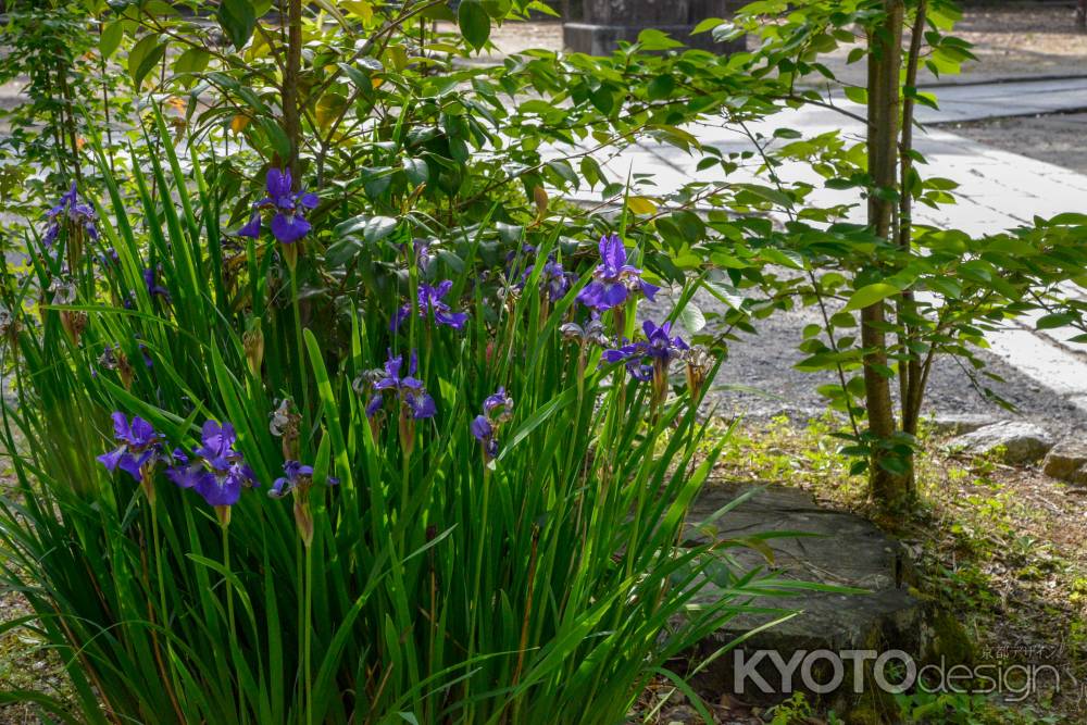 今宮神社 密かに咲く菖蒲