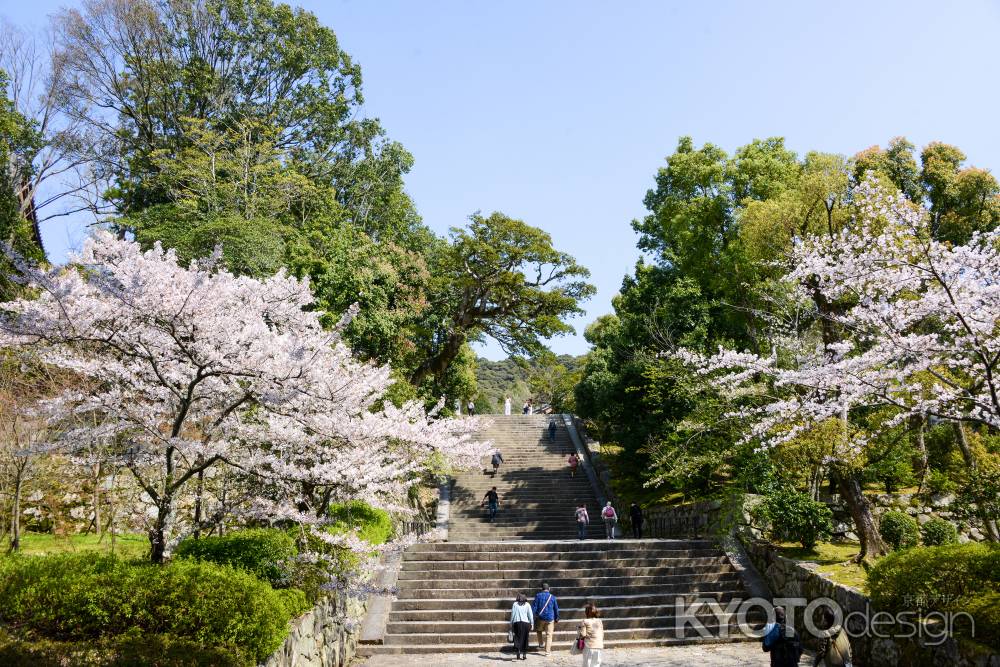 知恩院　男坂の桜