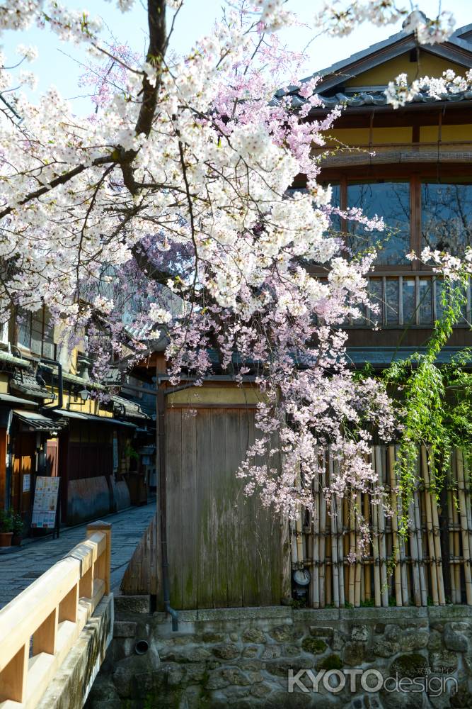 白川に舞うピンク