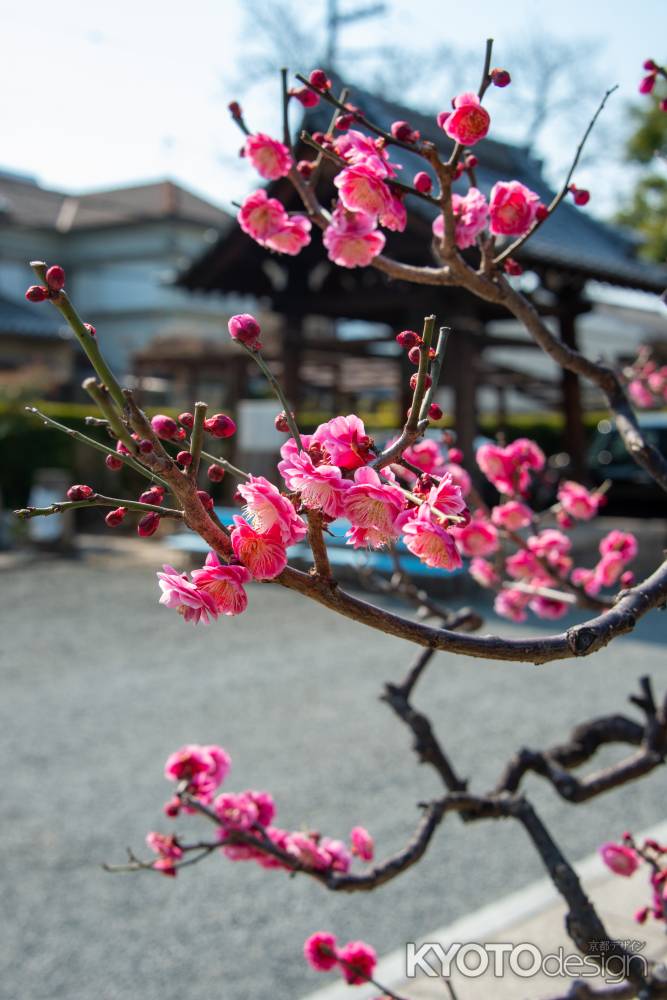 勝龍寺　紅梅薫る