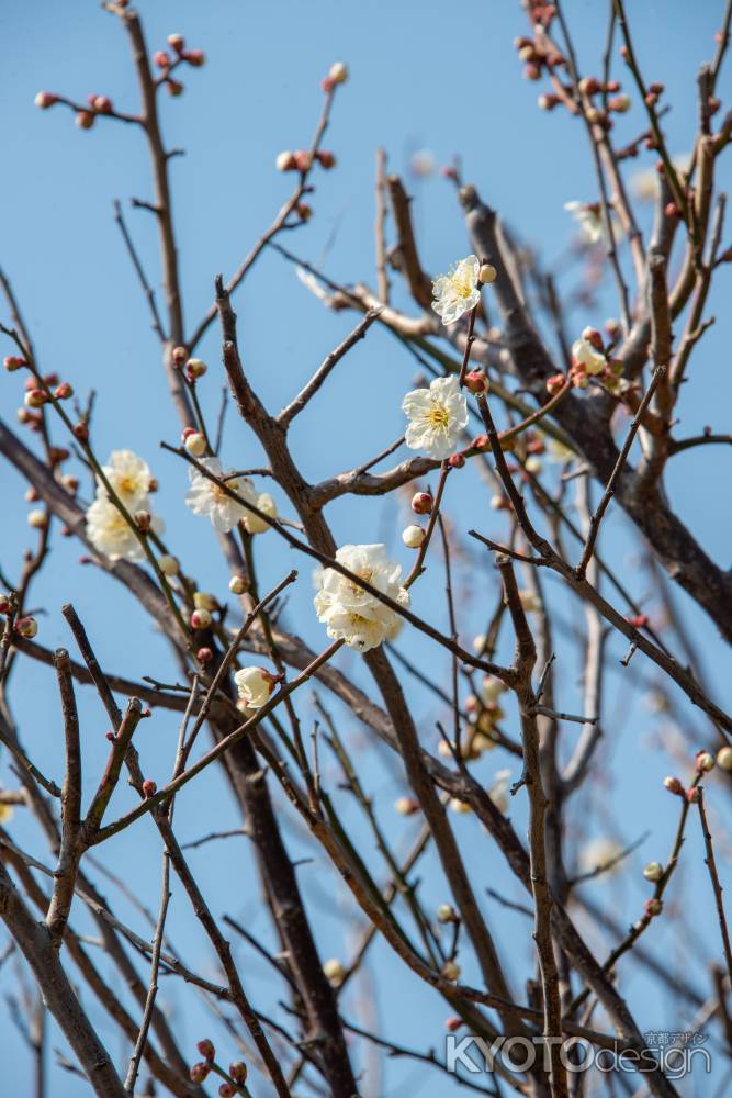 勝竜寺城公園　白梅ちらり