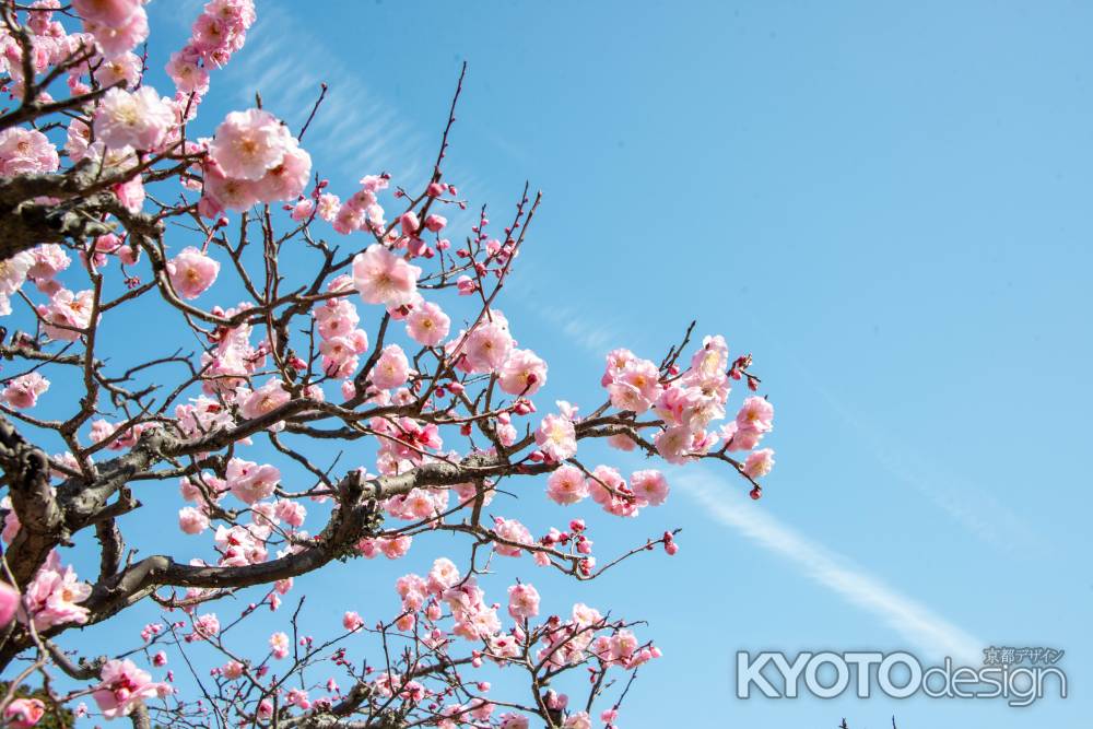 長岡天満宮・梅と空