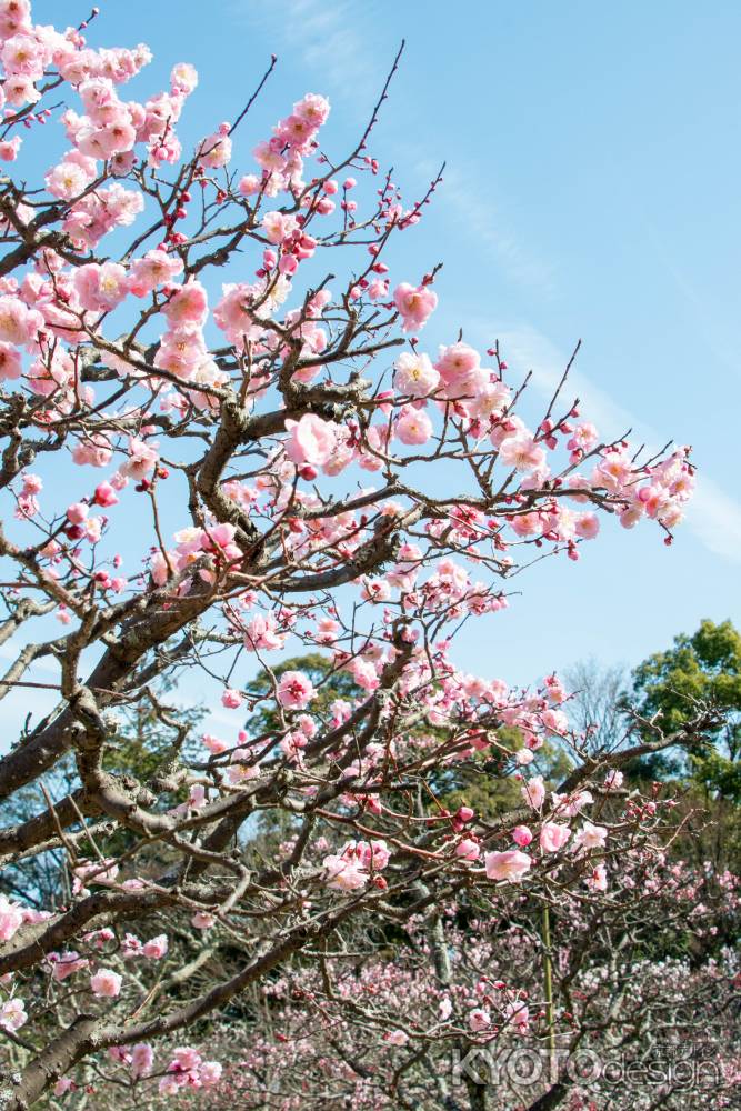 長岡天満宮・空に伸びる梅枝