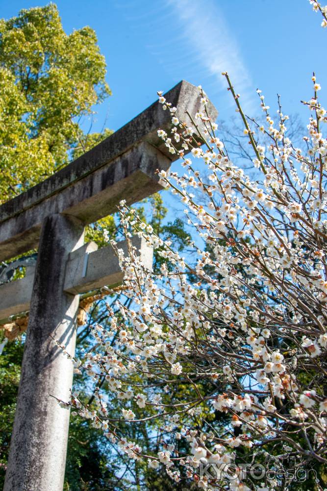 長岡天満宮・鳥居と白梅