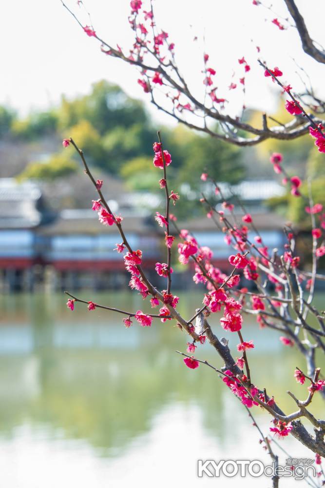 長岡天満宮・池上の紅梅