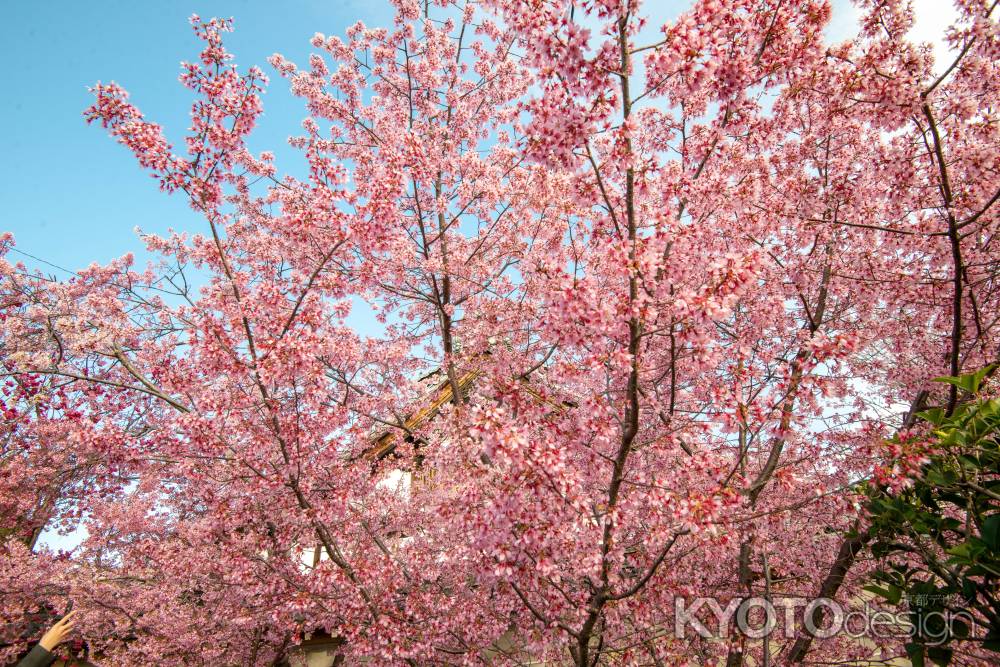 長徳寺　春満開