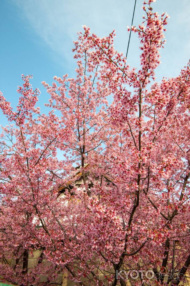 長徳寺　天高く