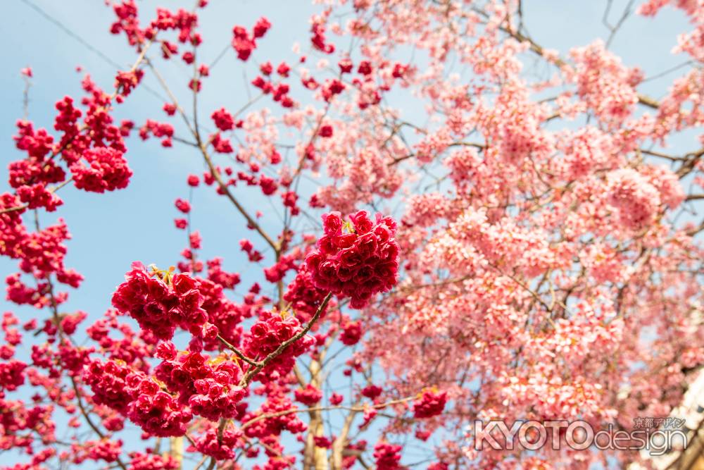 長徳寺　紅とピンク