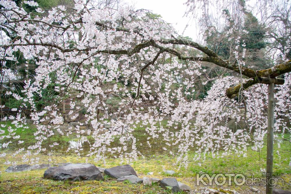 京都御苑　近衛邸跡の枝垂れ桜3/16-2