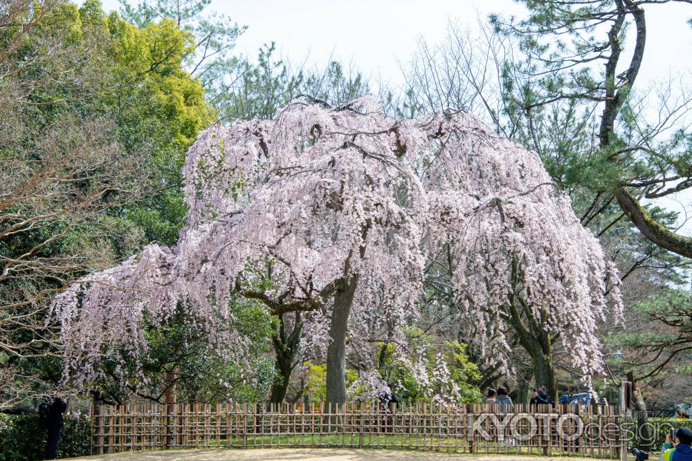 京都御苑　出水の桜-1