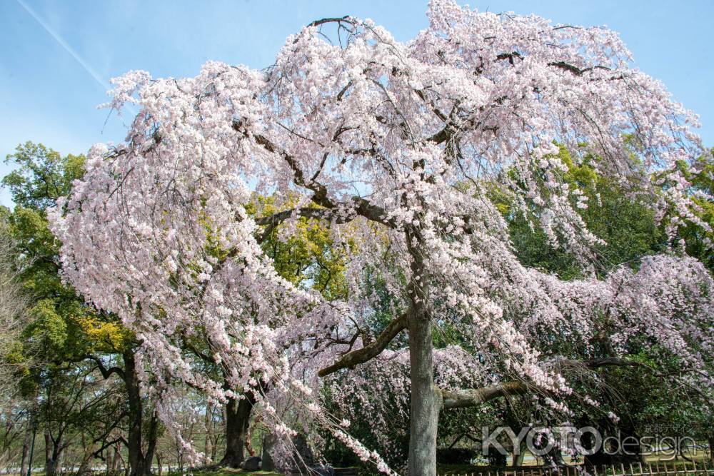 京都御苑　出水の桜-2
