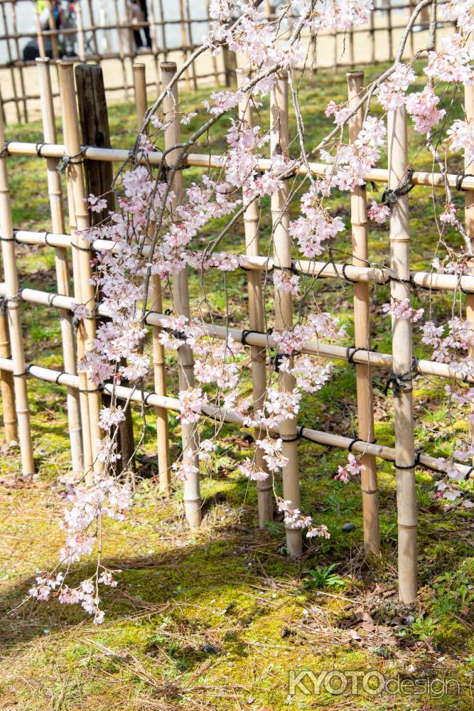京都御苑　出水の桜-4