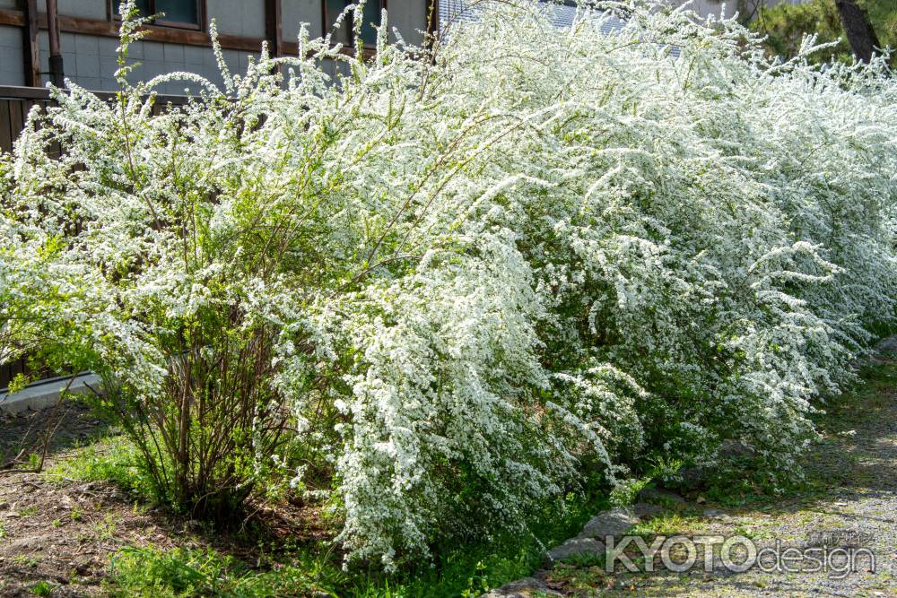 京都御苑　白く流れるユキヤナギ