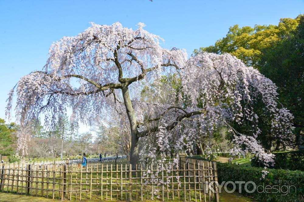 京都御苑　出水の枝垂れ3/18-1