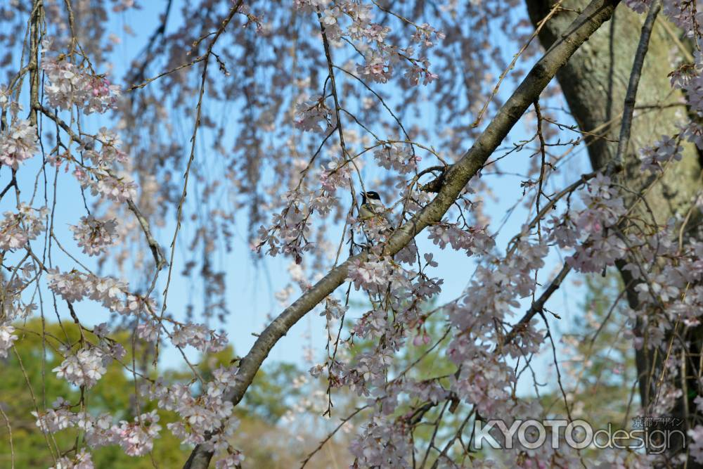 京都御苑　出水の枝垂れ3/18-5