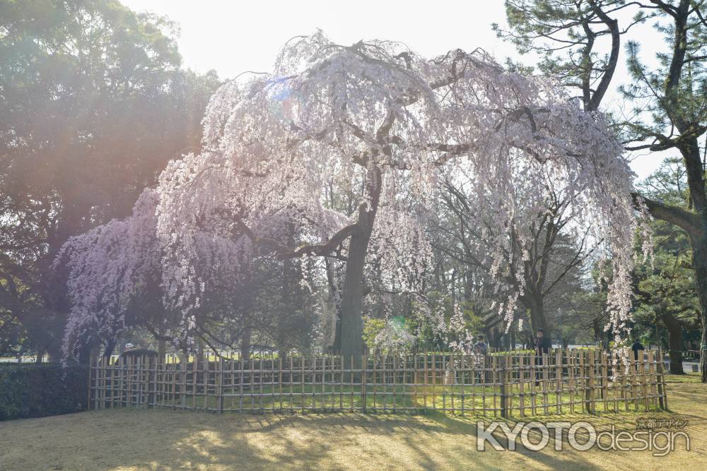 京都御苑　出水の枝垂れ3/18-7