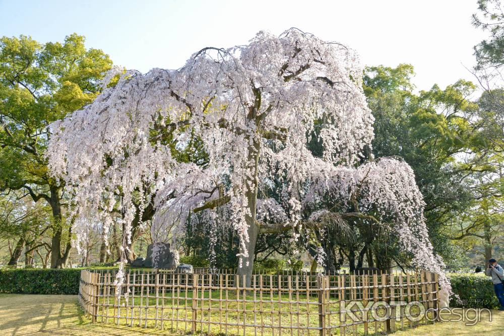 京都御苑　出水の枝垂れ3/18-8