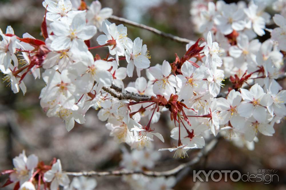 京都府立植物園　サクラサク