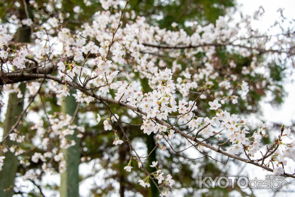 長岡天満宮　そろそろ咲きはじめ