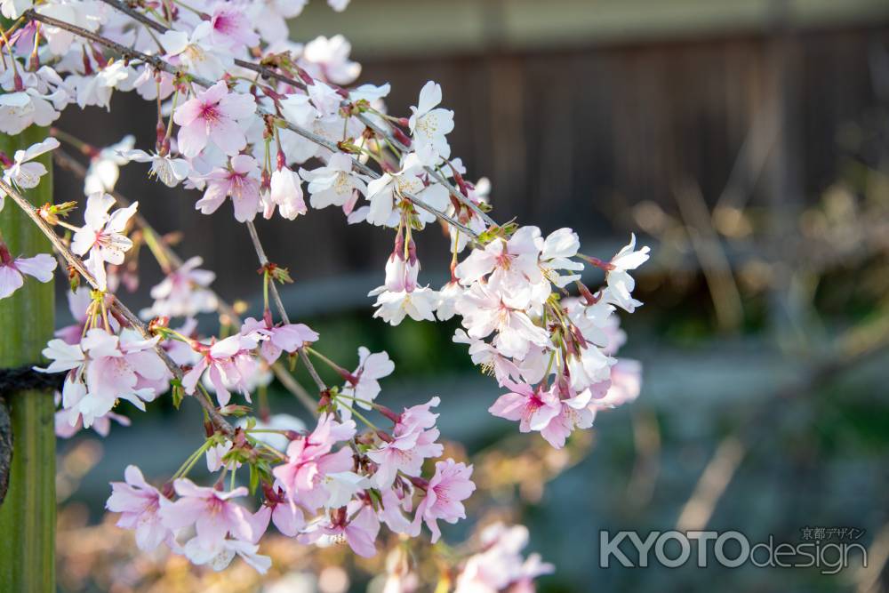 祇園白川の春1