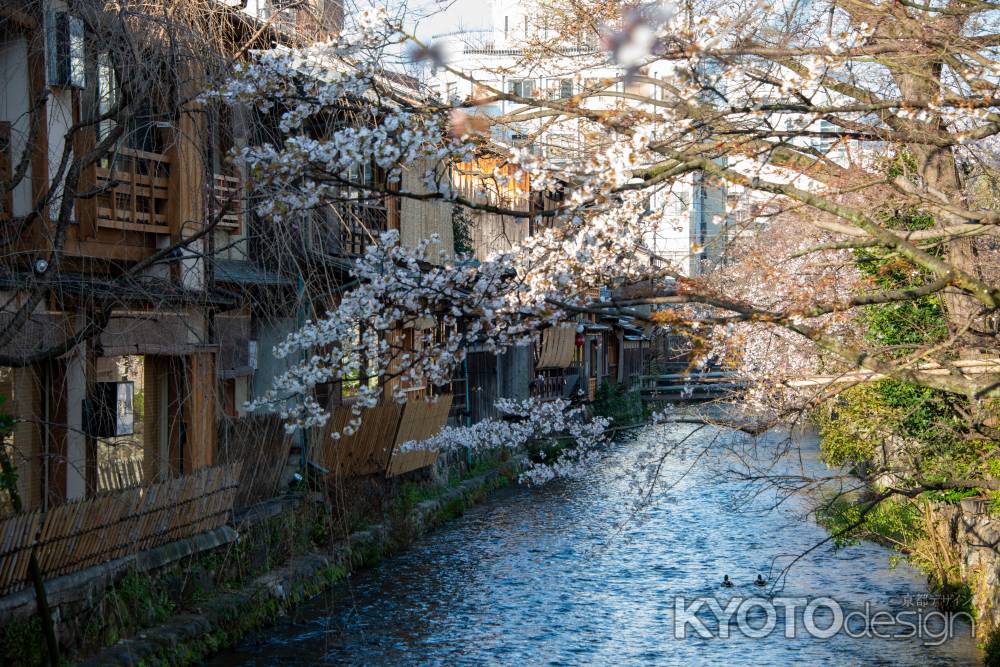 祇園白川の春2
