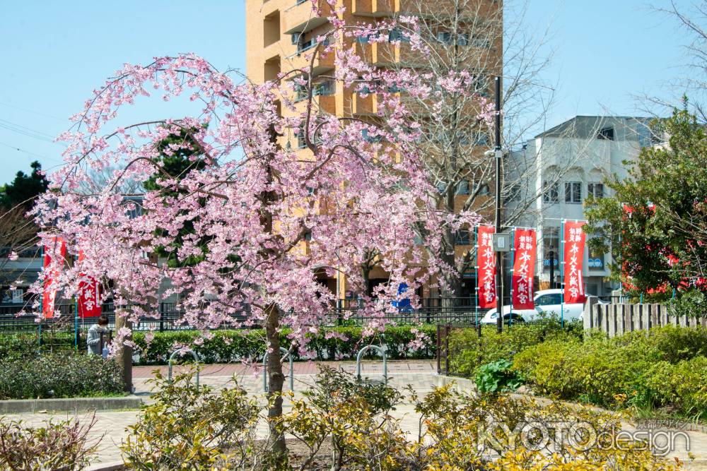 水火天満宮　公園サクラ